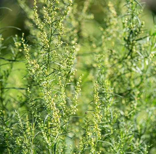 Artemisia absinthium – Echter Wermut