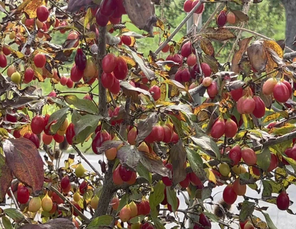 Cornus mas – Kornelkirsche ´Koral Mark` reichtragende, süße Fruchtsorte