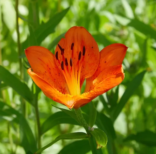 Lilium bulbiferum – Feuer-Lilie Rarität – Bild 4