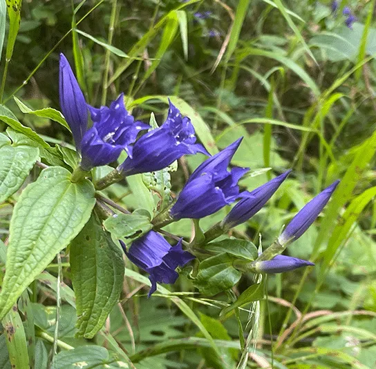 Gentiana asclepiadea – Schwalbenwurz-Enzian