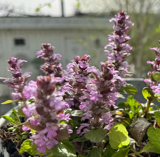 Ajuga reptans ´Rosarot` – Rosa blühender Günsel, seltene Wildform – Bild 3