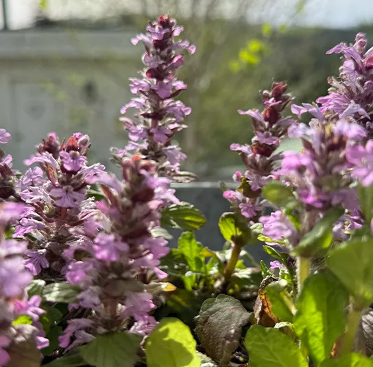 Ajuga reptans ´Rosarot` – Rosa blühender Günsel, seltene Wildform