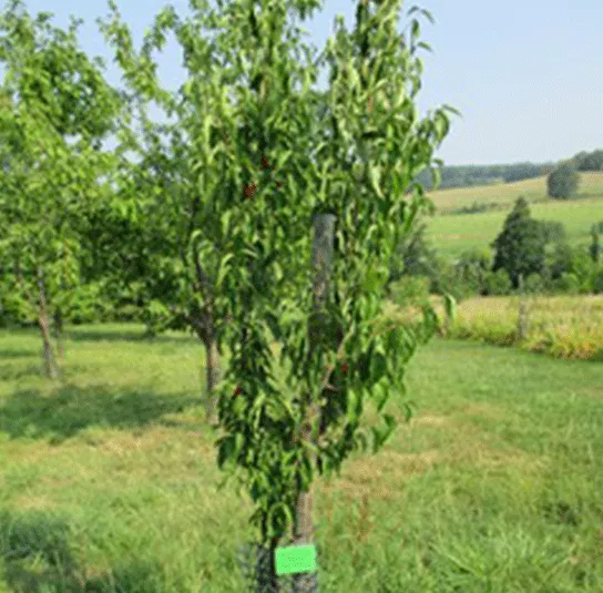 Cornus mas – Kornelkirsche ‚Jantarnyi‘ – aromatische, gelbe Fruchtsorte – Bild 3