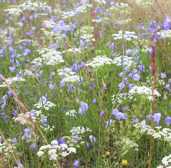 Blumenwiese Saatgut (sonnig-trocken)