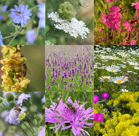 Blumenwiese Saatgut (bunt, wild & ohne Gräser)
