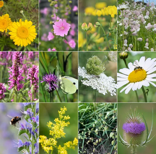 Bunt und lebendig für Säume und Ränder