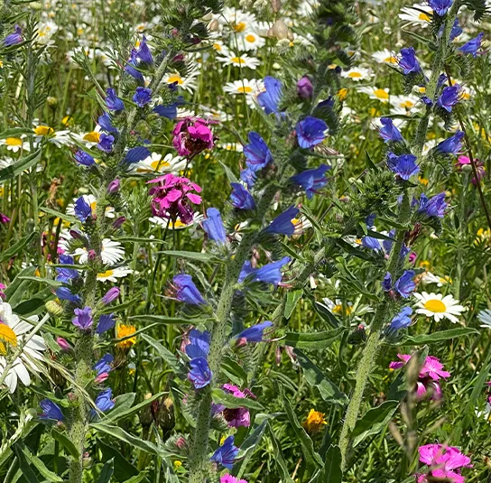 Blumenwiese Saatgut (sonnig-trocken) – Bild 4