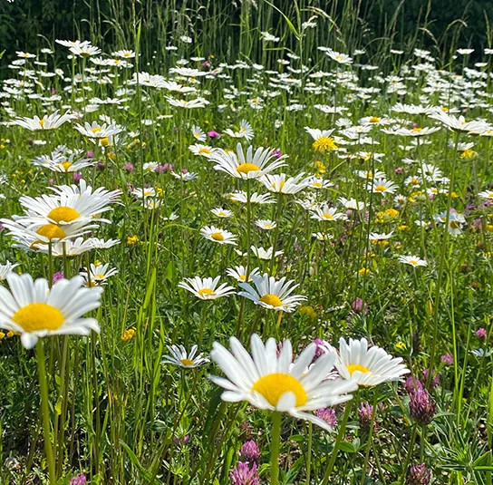 Blumenwiese Saatgut (sonnig-frisch) – Bild 6