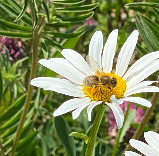 Blumenwiese Saatgut (sonnig-frisch) – Bild 5