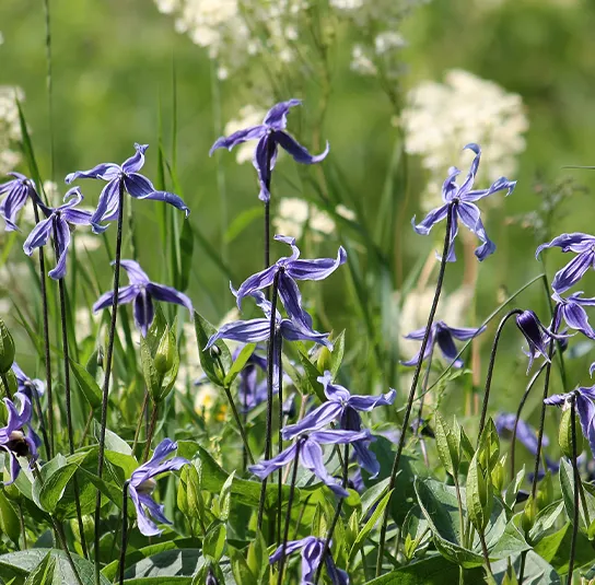 Clematis integrifolia – Blaue-Stauden-Waldrebe
