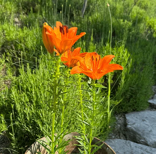 Lilium bulbiferum – Feuer-Lilie Rarität – Bild 5