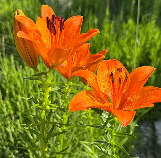 Lilium bulbiferum – Feuer-Lilie Rarität – Bild 7