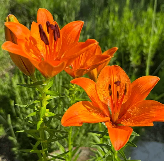 Lilium bulbiferum – Feuer-Lilie Rarität