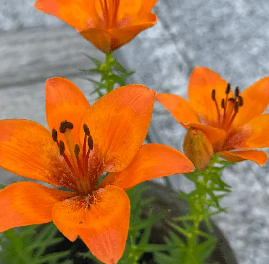 Lilium bulbiferum – Feuer-Lilie Rarität – Bild 6
