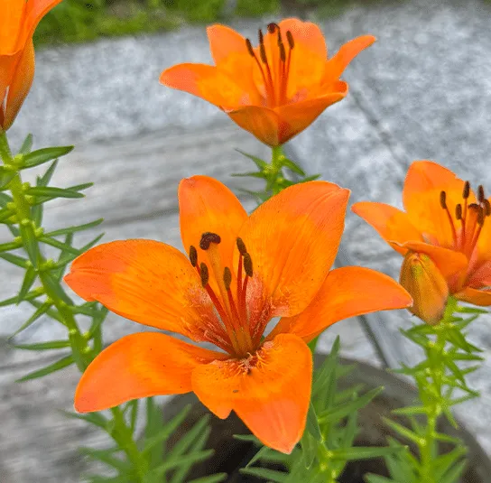 Lilium bulbiferum – Feuer-Lilie Rarität – Bild 8