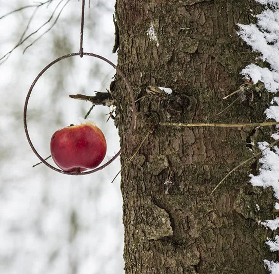 Vogelring, Spieß für Vogelfutterknödel oder Apfelstück – Bild 4