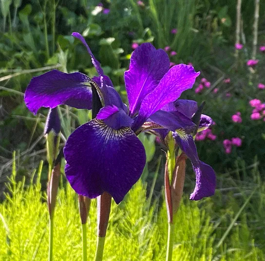 Iris sibirica – Wiesen-Iris – Bild 5
