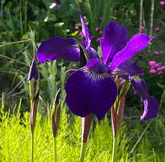 Iris sibirica – Wiesen-Iris – Bild 3