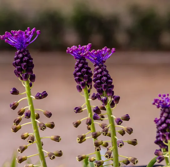 Muscari comosum – Schopfige Traubenhyazinthe (im Topf) – Bild 4