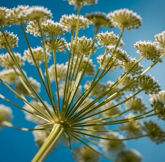Seseli libanotis – Berg-Heilwurz, Berg-Fenchel, Weihrauch-Bergfenchel