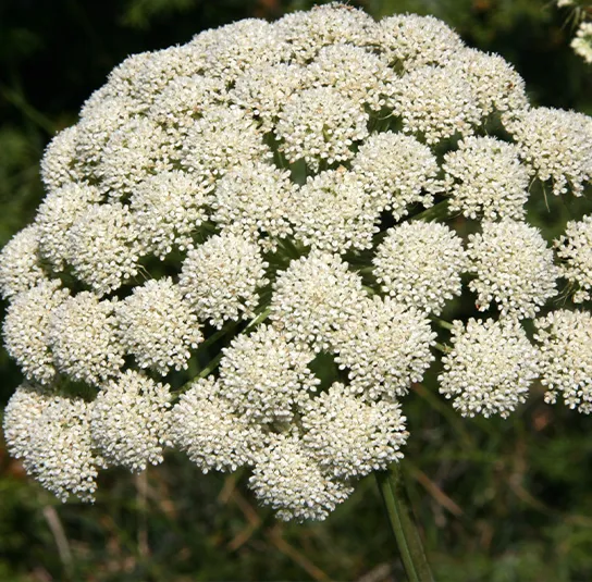 Seseli libanotis – Berg-Heilwurz, Berg-Fenchel, Weihrauch-Bergfenchel – Bild 5