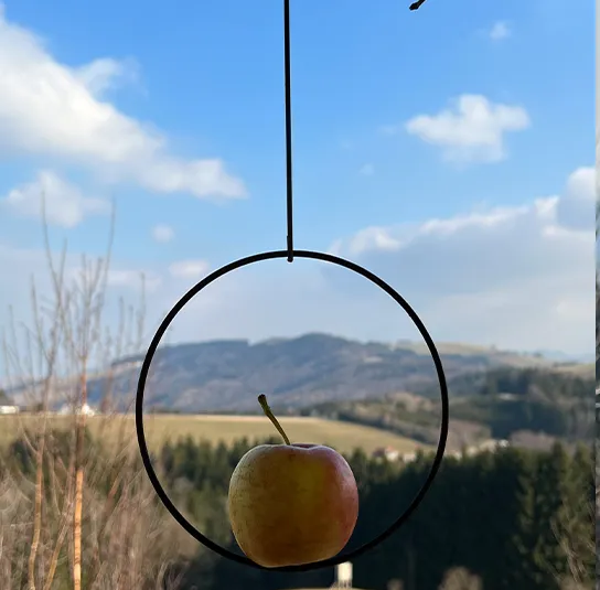 Vogelring, Spieß für Vogelfutterknödel oder Apfelstück – Bild 8
