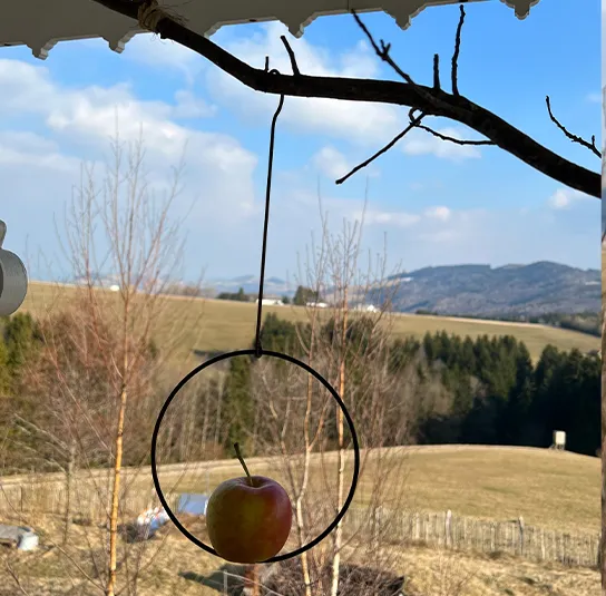 Vogelring, Spieß für Vogelfutterknödel oder Apfelstück – Bild 9