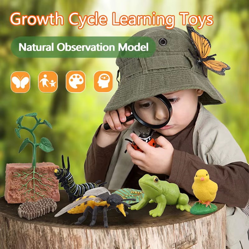Tierlebenszyklus Kinderspielzeug Simulation Pflanzenmodell Montessori Lehrmittel Tierwachstumszyklus Modell Set Kognitives Spielzeug