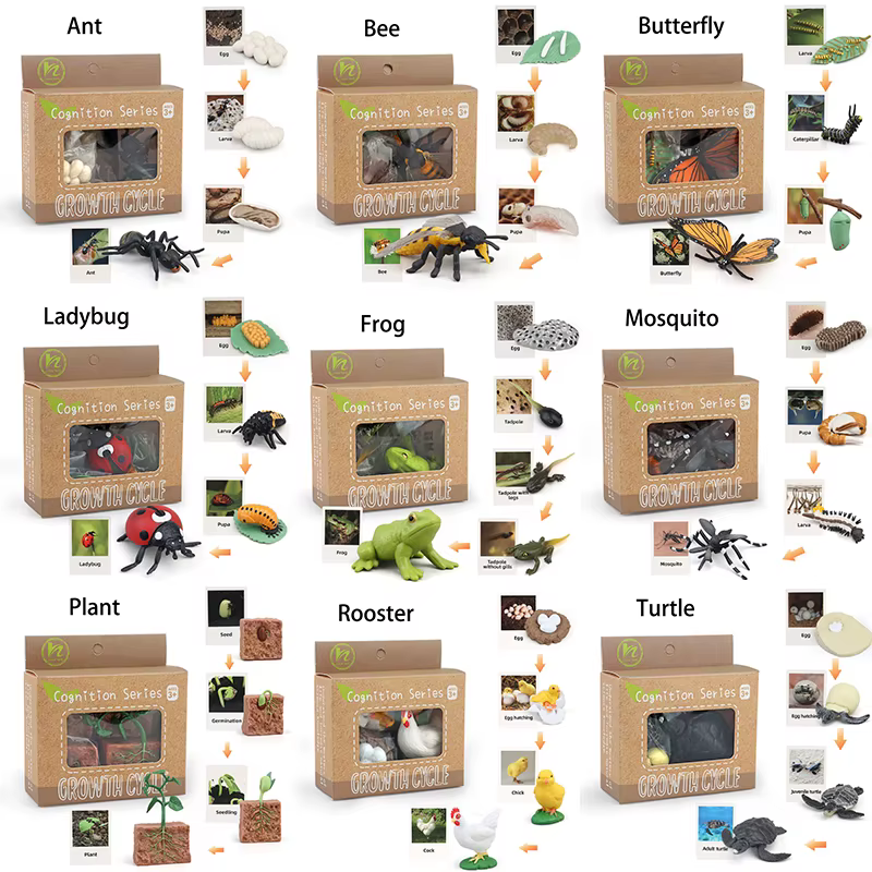 Tierlebenszyklus Kinderspielzeug Simulation Pflanzenmodell Montessori Lehrmittel Tierwachstumszyklus Modell Set Kognitives Spielzeug – Bild 5